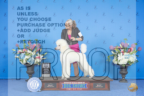Poodle Standard #17 SAT WD BOW M Judge Sandra Lex__JP_0006_Houston_2024_HR3