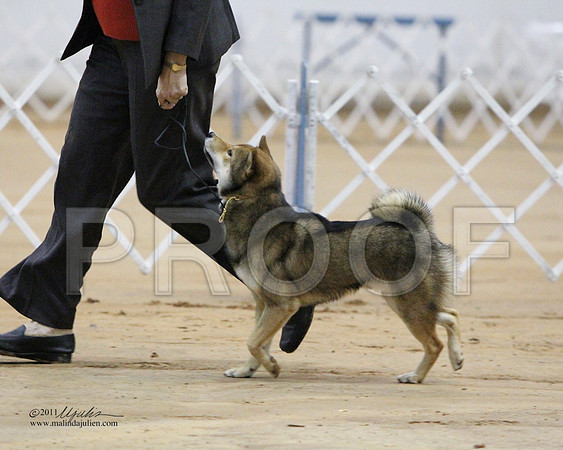Shiba-0308-LR