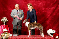 Silken Windhound Sun S2 Ch of Ch