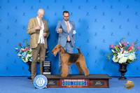 Airedale Terrier #6 SAT G4 Judge Jon Cole
