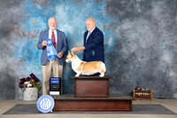 Pembroke Welsh Corgi #6 Sun G1 Judge Eric Liebes