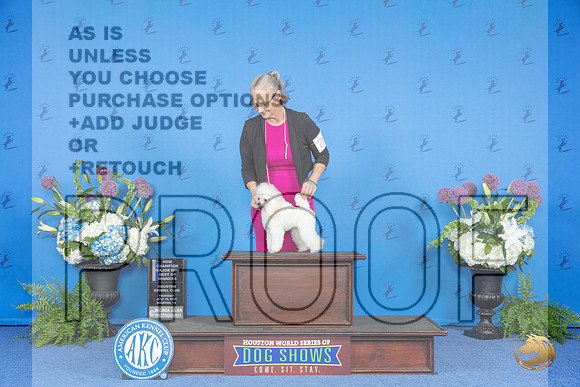 Poodle Toy #28 THUR WB BOW NC M Judge Angela Pickett__JP_8109_Houston_2024_HR3