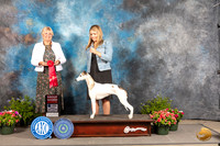 Whippet #20 Fri G2 Judge Debra Thornton