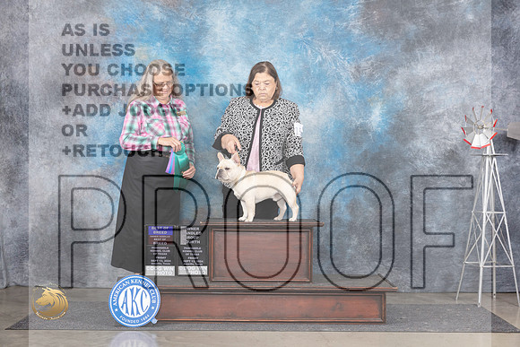 French Bulldog #15 Fri BOWBOBOHBOB Judge Denise Dean__JP_5577_Amarillo_2024_HR3
