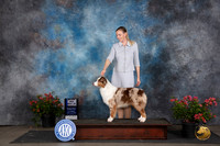Australian Shepherd #20 Sat WBBOWM Judge Polly (Mrs Robert) D Smith