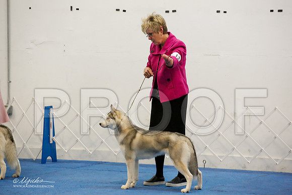 _M3_0998-AddisonHuskyMar2015-HR3