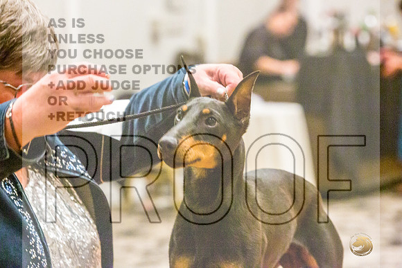 Manchester Terrier MTOY Candids-JJL_2246-Hstn2022_HR3