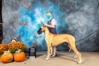 Great Dane #14 Sat WB Judge Del Richards r