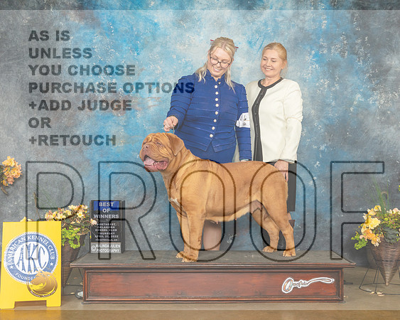 Dog de Bordeaux #18 Thur WBBOW Judge John Wade-MMJ_8789-NWARK2022-HR3