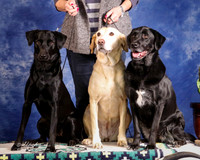 Labrador Retriever #R59 and #R60 and #R61 Custom Portrait Roberts Karin