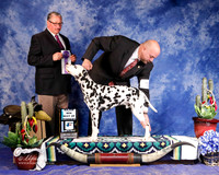 Dalmatian #17 Fri Best of Winners Rodes Jana and Sue McMillan Judge John Booth