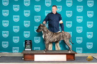 Presa Canario #709 Fri BFCH JUdge Valerie Piltz