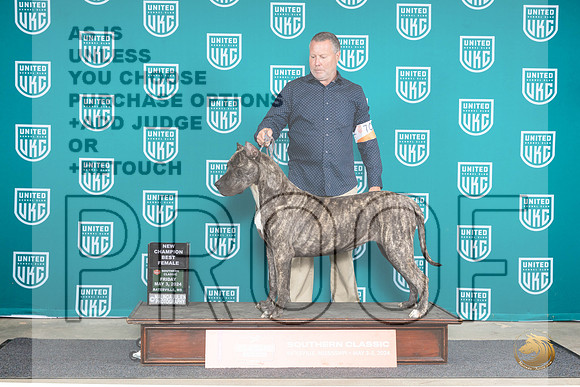Presa Canario #709 Fri BFCH JUdge Valerie Piltz__JP_6281_BatesvilleMS_2024_HR3