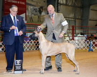 Great Dane #12 Sat BOW