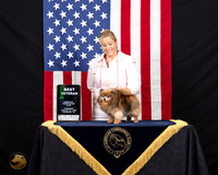 Pomeranian #50 Thurs Best Vet Judge Kelly Reimschiissel
