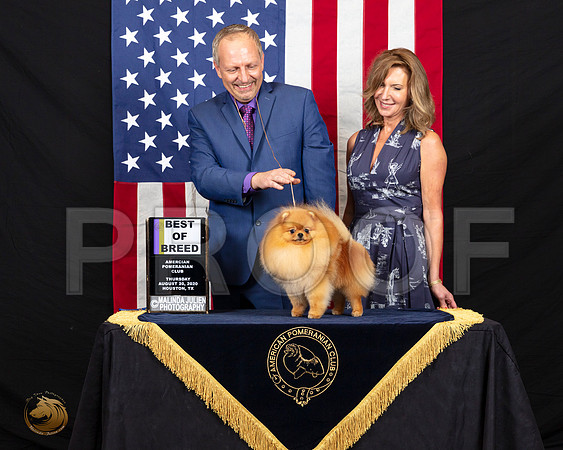 Pomeranian #77 Thurs BOB Judge Kelly Reimschiissel_SR_5826_HR
