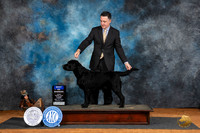 Labrador Retriever #15 Fri WDBOW Judge Robert Stein