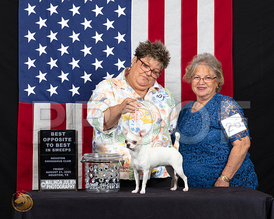 Chihuahua Smooth #28 Fri S2 BOSSweeps Judge Diane Landstrom_SR_6105_HR