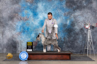 Standard Schnauzer #12 Sat G3 Judge Gary Andersen