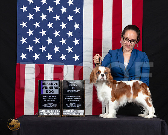 Cavalier King Charles Spaniel #35 Fri S2 RWD BestP Judge Dr Gary Sparschu_SR_6161_HR