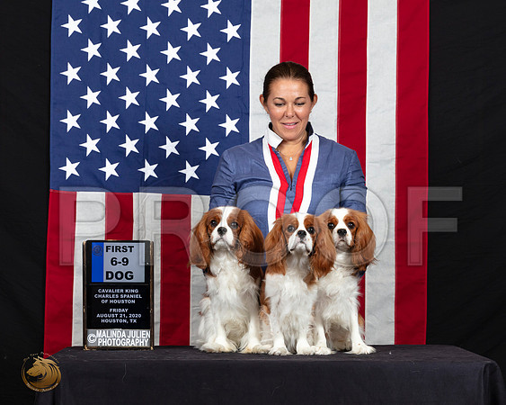 Cavalier King Charles Spaniel #25 #36 #38 Fri S2 6to9D1 6to9B1 BBE Judge Dr Gary Sparschu_SR_6194_HR
