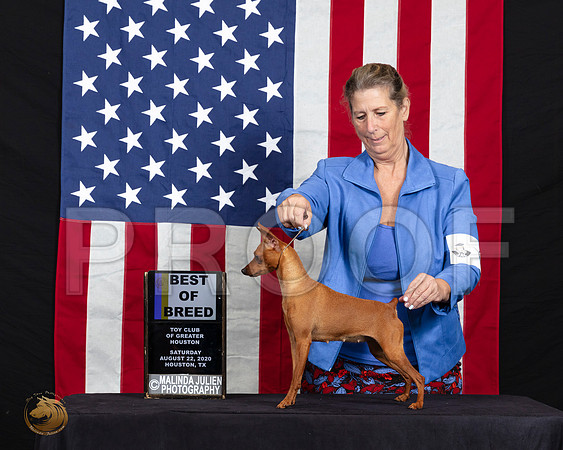Miniature Pinscher #6 Sat BOB Judge Dr Clyde Shaw_SR_6407_HR