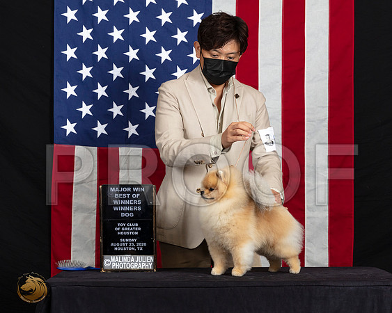 Pomeranian #67 Sun WDMaj Judge Dr Clyde Shaw_SR_6792_HR