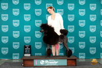 Poodle Std #307 Tues Top10BOB Judge Lori Sargent