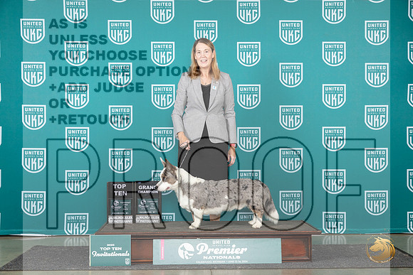 Cardigan Welsh Corgi #212 Thur T10BOB Judge Stephanie Mueller__JP_2276_Premier_2024_HR3