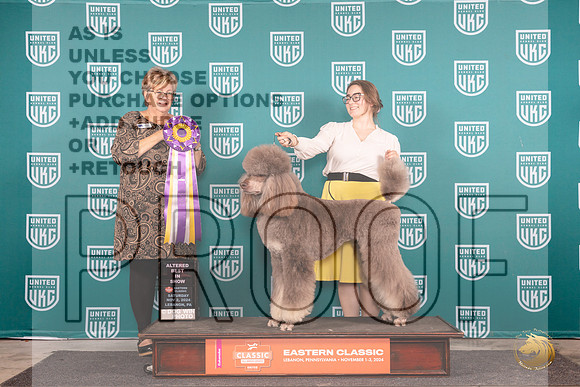 Poodle Std MC #240 Sat ABIS Judge Kathy Russell__JP_2187_UKCEastern_2024_HR3