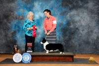 Cardigan Welsh Corgi #18 Sat G2 Judge Lisa Graser