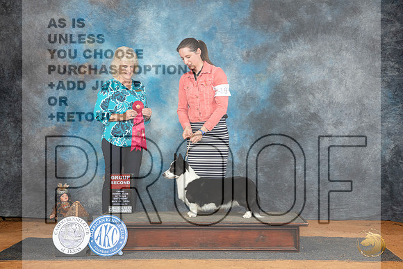 Cardigan Welsh Corgi #18 Sat G2 Judge Lisa Graser__JP_8300_MARSHALL_2024_HR3