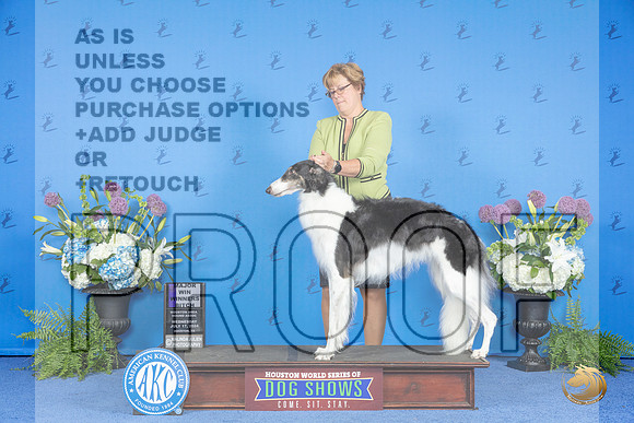Borzoi #30 THUR HA WB M Judge Marilyn Pipes__JP_8146_Houston_2024_HR3
