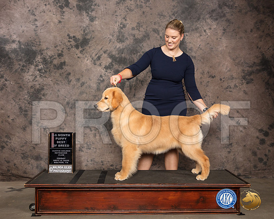 Golden Retriever #68 Fri 4to61st Best Puppy Judge Robert Stein_SR_7053_Belton2020_HR3