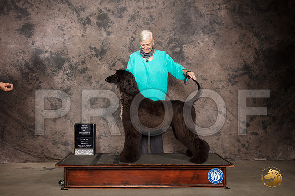 Afghan Hound #14 Fri Best Puppy Judge Rev Rick Martin_SR_7071_Belton2020_HR3