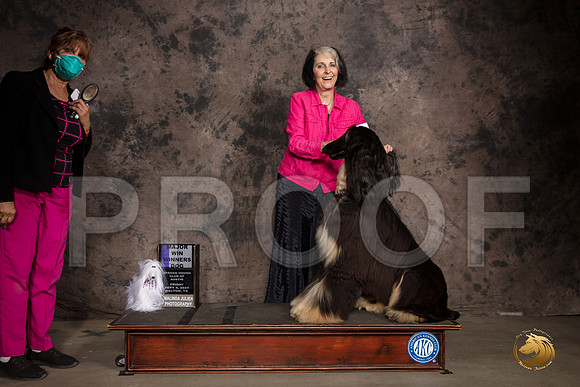 Afghan Hound #23 Fri RWD  Judge Rev Rick Martin_SR_7073_Belton2020_HR3