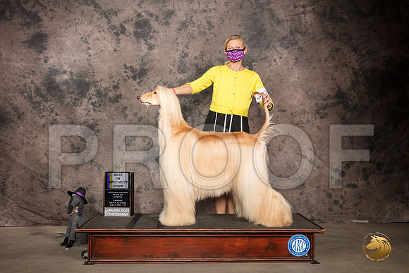 Afghan Hound #24 Fri BISS Judge Rev Rick Martin_SR_7056_Belton2020_HR3