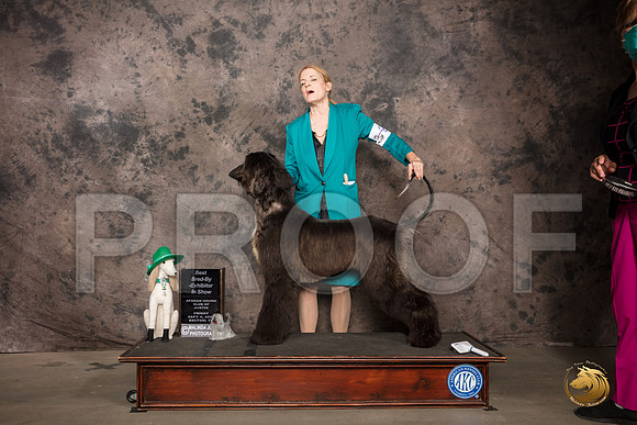 Afghan Hound #26 fri BBX  Judge Rev Rick Martin_SR_7090_Belton2020_HR3