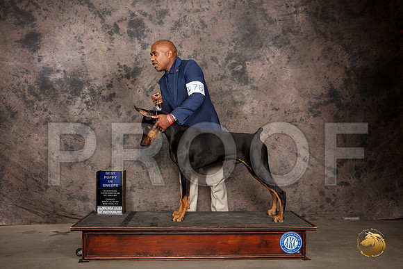 Doberman PInscher #? Fri BPuppy Judge Zelda Casanova_SR_7185_Belton2020_HR3