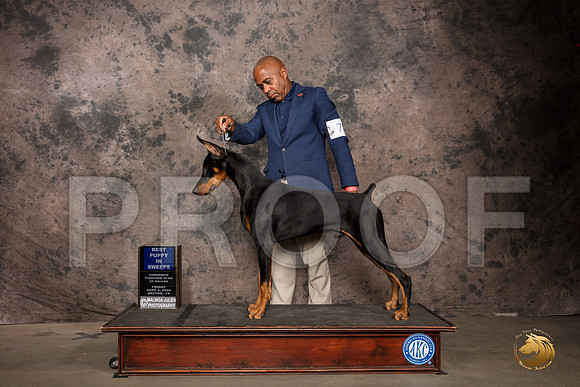 Doberman PInscher #? Fri BPuppy Judge Zelda Casanova_SR_7187_Belton2020_HR3