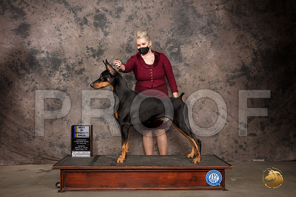 Doberman PInscher #43 Fri BISS Judge Sydney Goode_SR_7174_Belton2020_HR3