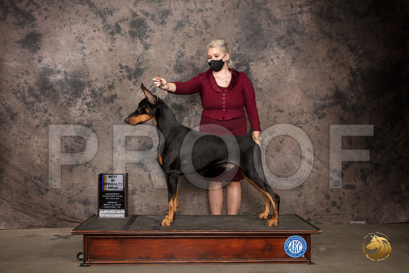Doberman PInscher #43 Fri BISS Judge Sydney Goode_SR_7176_Belton2020_HR3