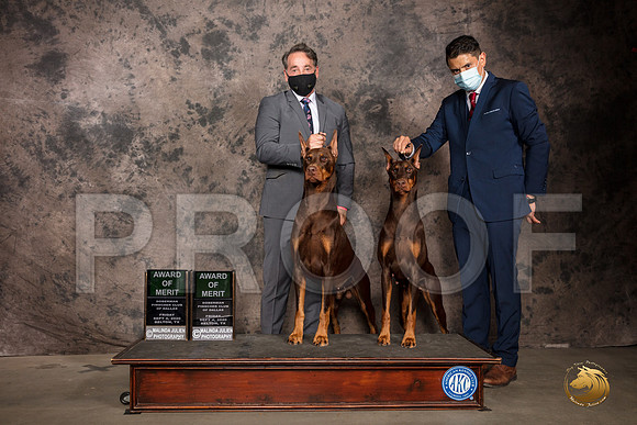 Doberman Pinscher #? Fri AOM Judge Sydney Goode_SR_7196_Belton2020_HR3