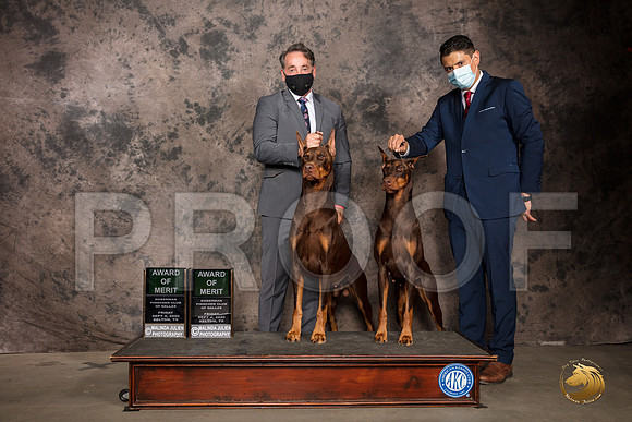 Doberman Pinscher #? Fri AOM Judge Sydney Goode_SR_7199_Belton2020_HR3