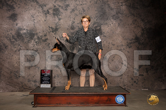 Doberman Pinscher #44 Fri BOS Judge Sydney Goode_SR_7161_Belton2020_HR3