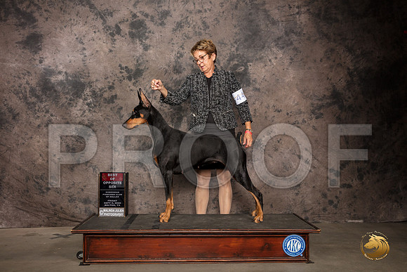 Doberman Pinscher #44 Fri BOS Judge Sydney Goode_SR_7163_Belton2020_HR3