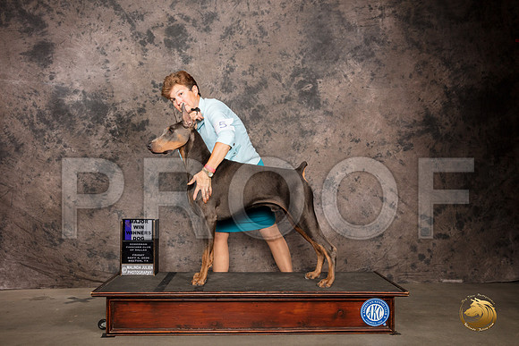Doberman Pinscher #5 Fri WD Maj Judge Sydney Goode_SR_7152_Belton2020_HR3