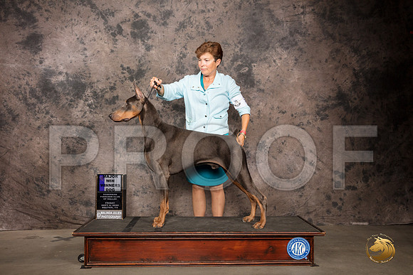 Doberman Pinscher #5 Fri WD Maj Judge Sydney Goode_SR_7155_Belton2020_HR3