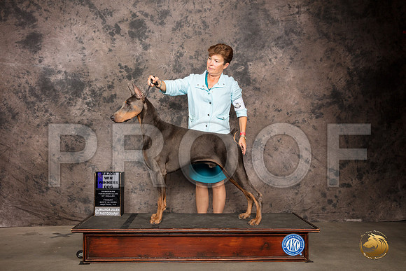Doberman Pinscher #5 Fri WD Maj Judge Sydney Goode_SR_7158_Belton2020_HR3