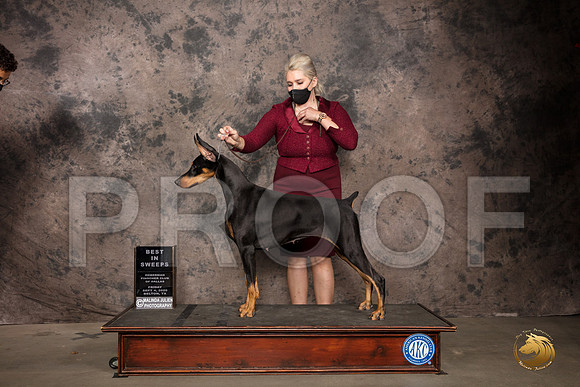 Doberman Pinscher #72 Fri BISweeps Judge Zelda Casanova_SR_7179_Belton2020_HR3